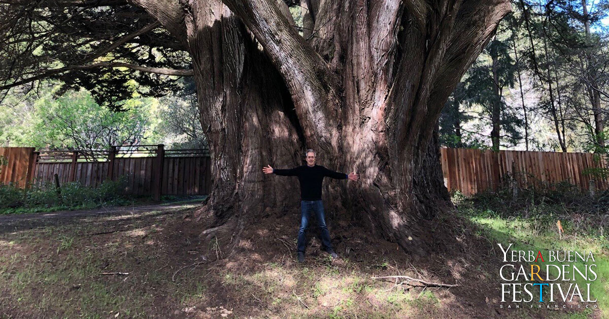 Mike Sullivan standing with arms and legs stretched out wide in front of the trunk of a giant tree, which is three times the length of Mike's wingspan.